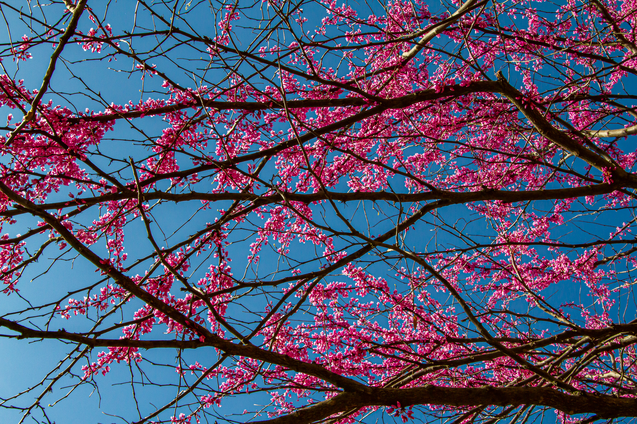 a purple flowered tree branches out against the blue sky above it